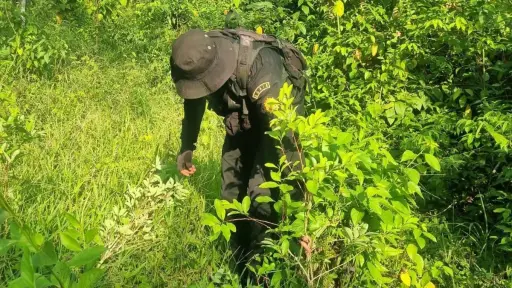 Agentes antinarcóticos se encargaron de incinerar los arbustos de coca en Alta Verapaz. ,Ministerio de Gobernación.