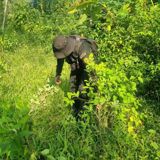 Agentes antinarcóticos se encargaron de incinerar los arbustos de coca en Alta Verapaz. ,Ministerio de Gobernación.