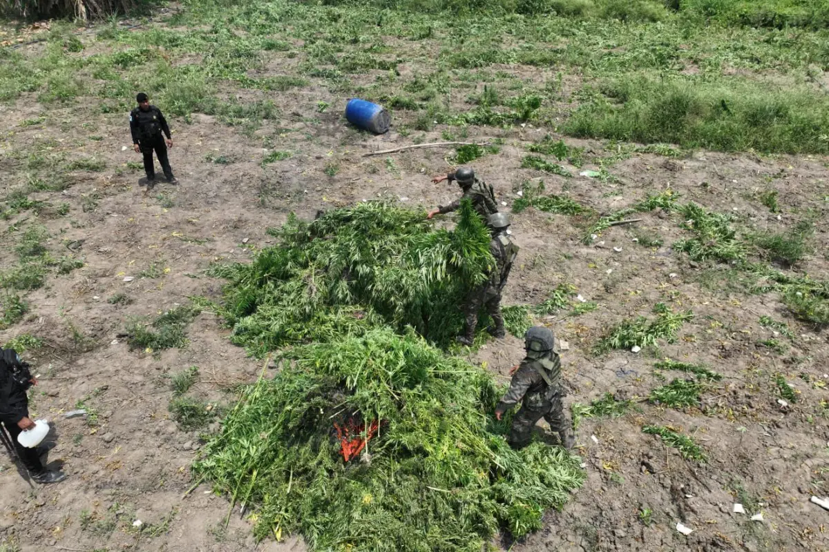 Soldados y policías erradicaron miles de matas de marihuana en Petén., Ejército de Guatemala.