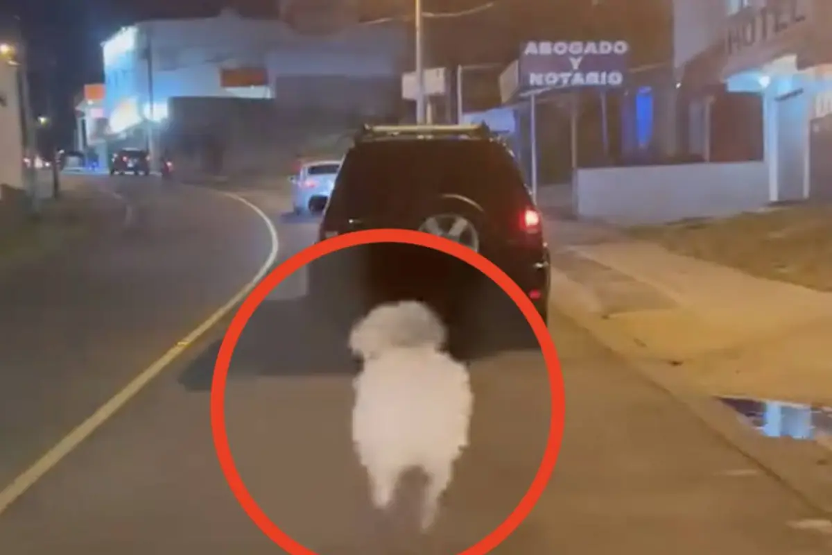 sí fue abandonado un perro que luego corrió tras el carro de sus dueños., Captura de pantalla video de X.