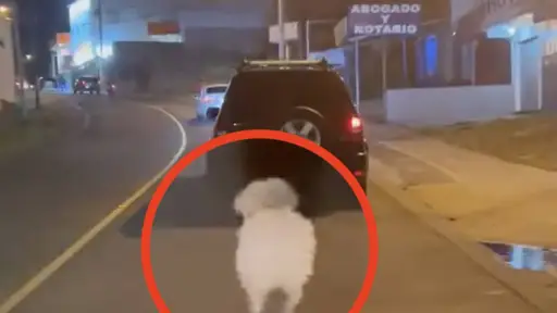 sí fue abandonado un perro que luego corrió tras el carro de sus dueños. ,Captura de pantalla video de X.
