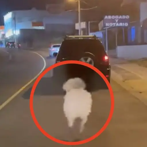 sí fue abandonado un perro que luego corrió tras el carro de sus dueños. ,Captura de pantalla video de X.