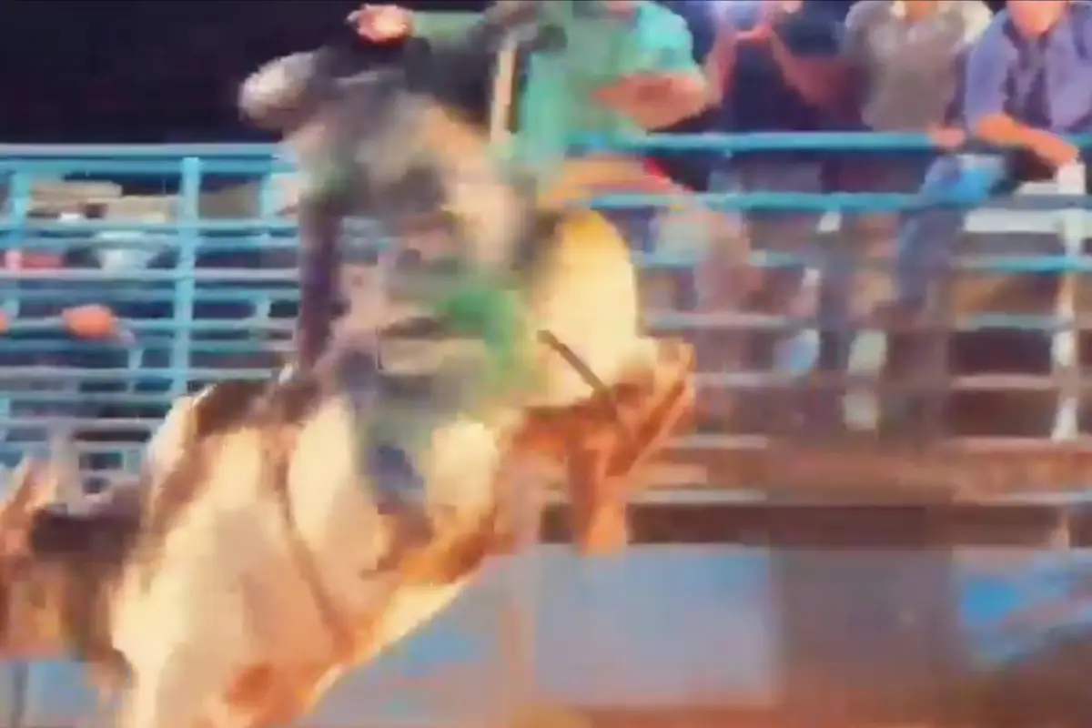 Video muestra el momento en que el toro pisa al jinete., Captura de pantalla video de X.