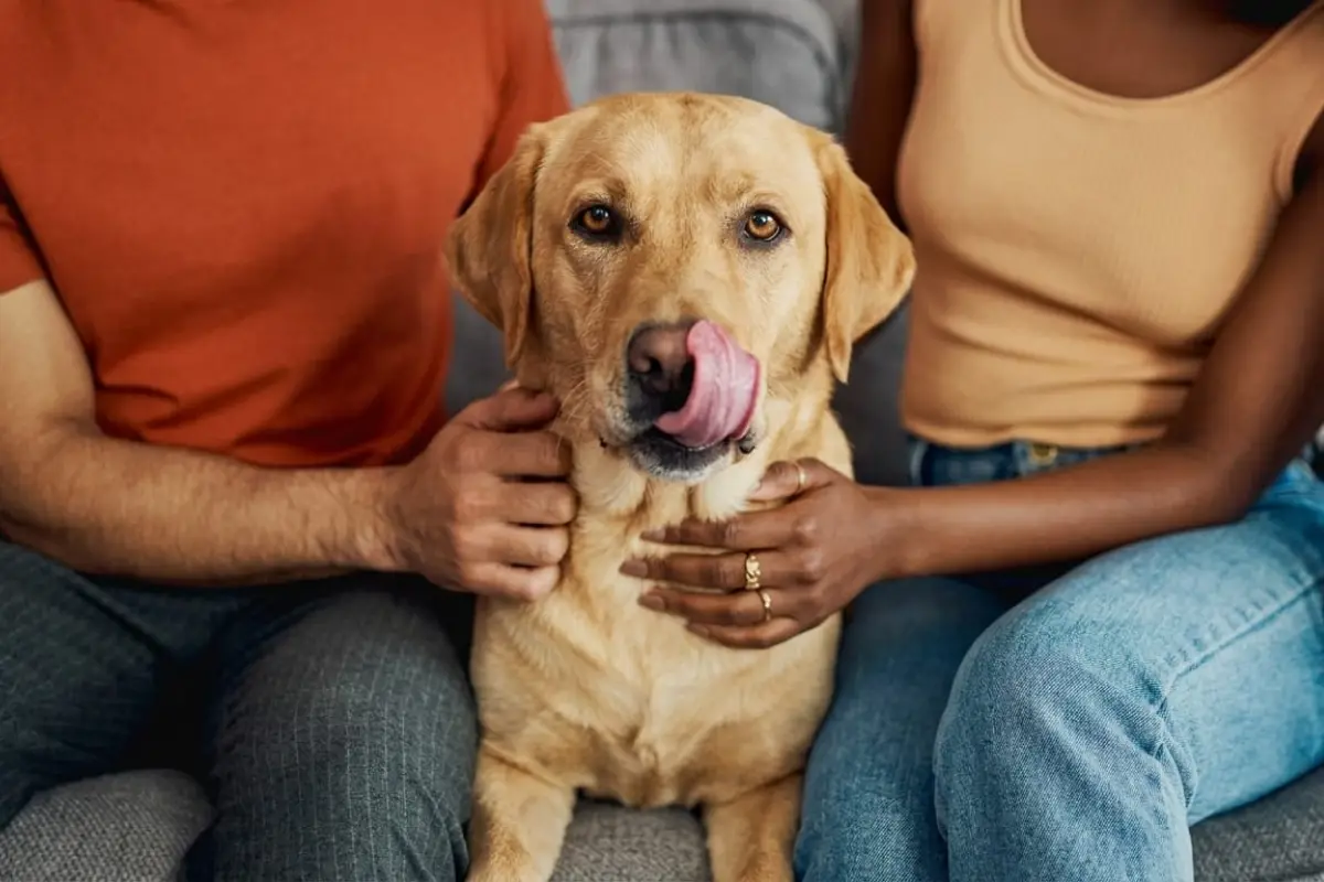 Justicia en Argentina ordena pagar cuota alimentaria para un perro tras una separación., Redes sociales.