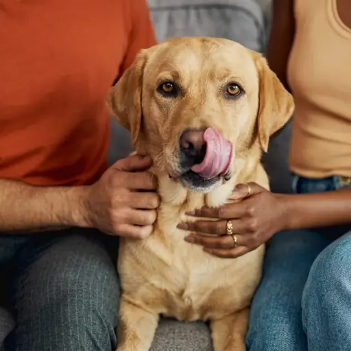 Justicia en Argentina ordena pagar cuota alimentaria para un perro tras una separación. ,Redes sociales.