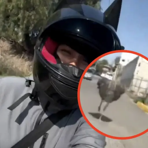 Captan a enorme avestruz corriendo junto a autobuses y motocicletas. ,Captura de pantalla video de X.