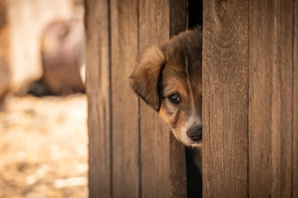 Mascota en adopción. Imagen de referencia, Pixabay