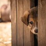 Mascota en adopción. Imagen de referencia ,Pixabay
