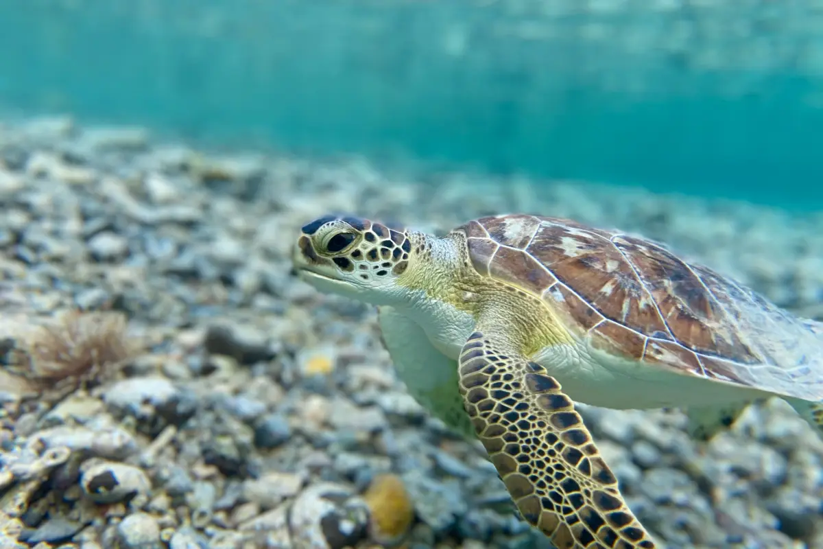 Día Mundial de las tortugas marinas, Pexels