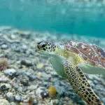 Día Mundial de las Tortugas Marinas: claves sobre su importancia ecológica y los riesgos que enfrentant