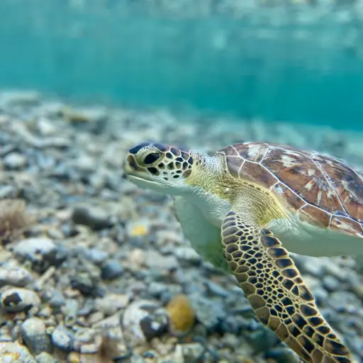 Día Mundial de las tortugas marinas ,Pexels