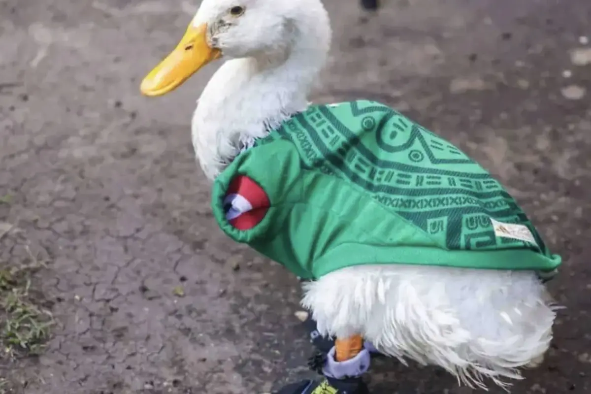 Mundial 2026, Mundial 2026