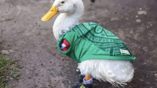 ¿Problemas para el pato Merlín? Organizadores del Mundial 2026 contactan a la familia del animal viral 