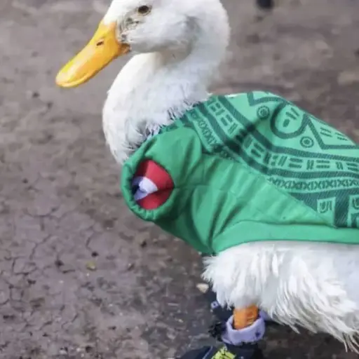 Mundial 2026 ,Mundial 2026