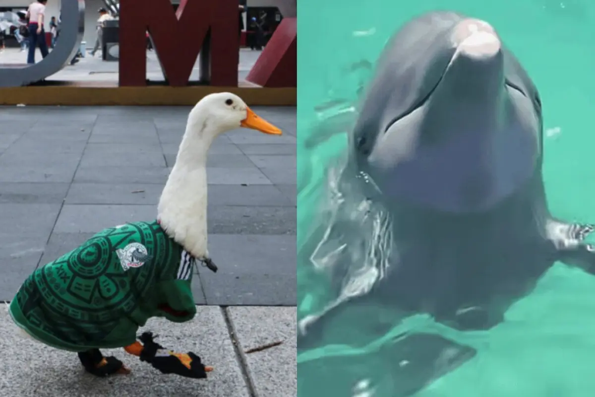 México vs Corea del Sur: las curiosas predicciones de un pato y un delfín., Redes sociales.