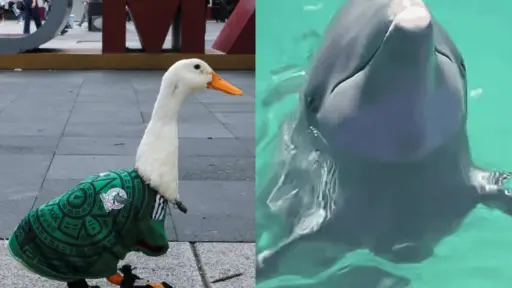 Pato Merlín y delfín Hidalgo predicen al ganador del México vs. Corea del Sur