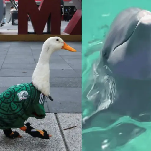 México vs Corea del Sur: las curiosas predicciones de un pato y un delfín. ,Redes sociales. 