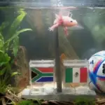 ¡Adiós, Pulpo Paul! Paco, el ajolote, lanza predicción para el primer partido del Mundial 2026t