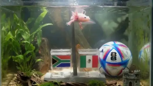 ¡Adiós, Pulpo Paul! Paco, el ajolote, lanza predicción para el primer partido del Mundial 2026