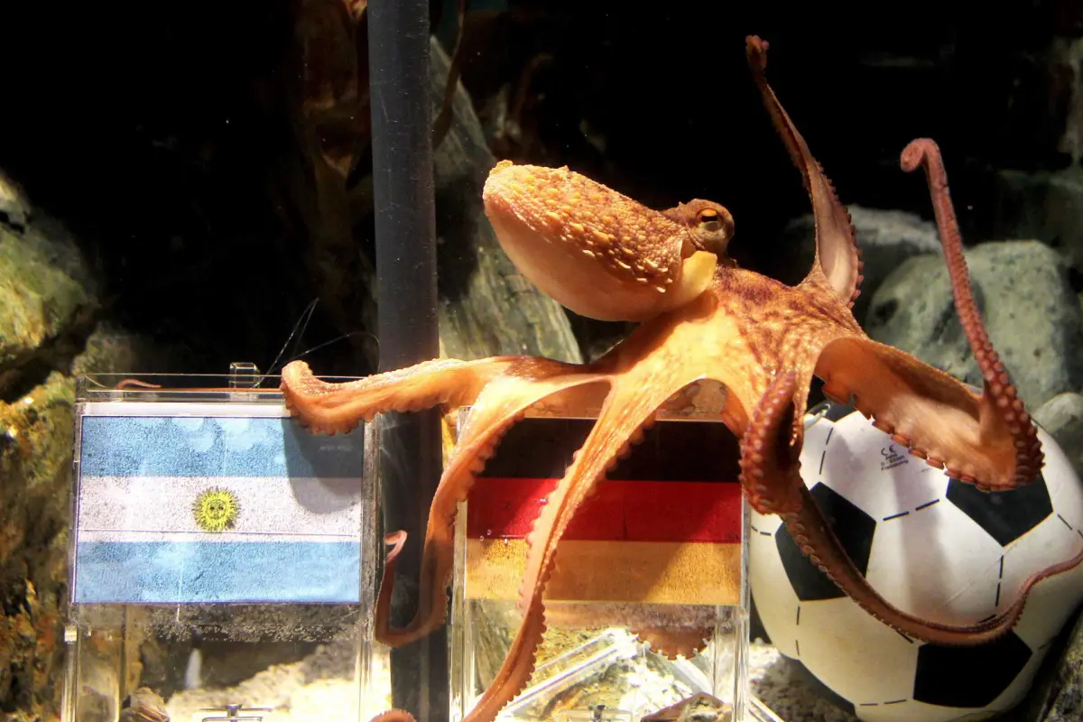 El pulpo "Paul" en su pecera en el acuario Sea Life de Oberhausen, Alemania, EFE