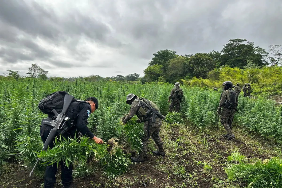 Agentes de la PNC y miembros del Ejército de Guatemala trabajaron en el sembradío de marihuana., PNC de Guatemala.