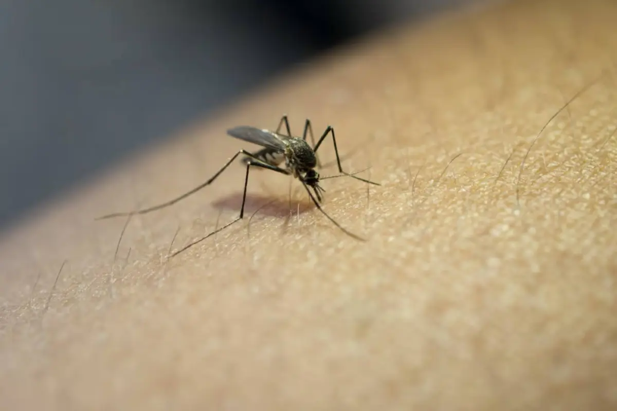 Mosquitos, Mosquitos