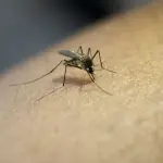 ¿Por qué Google quiere liberar más de 30 millones de mosquitos y qué busca conseguir con eso?t