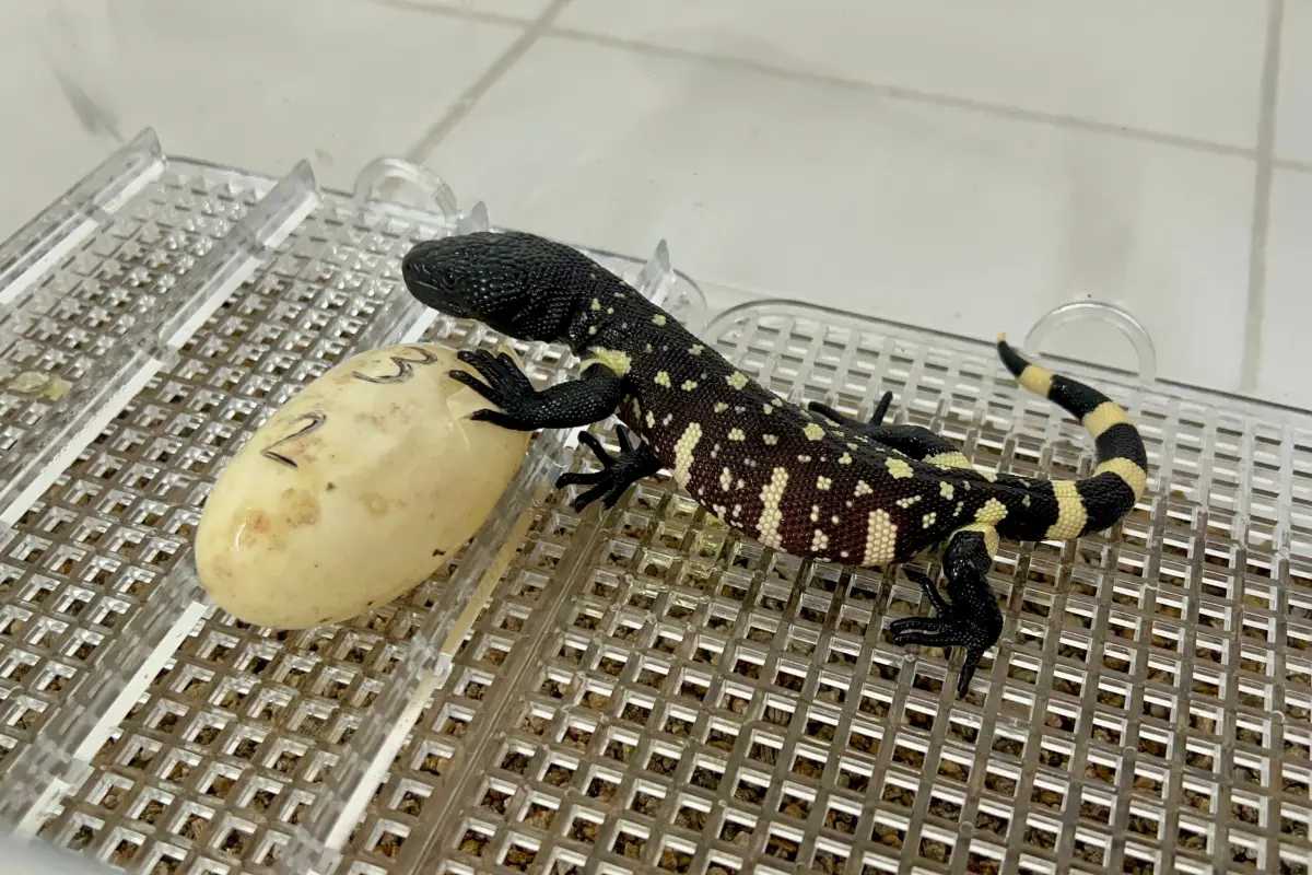 Zoologico, Zoologico