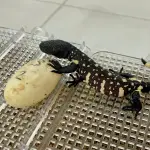 Zoologico ,Zoologico