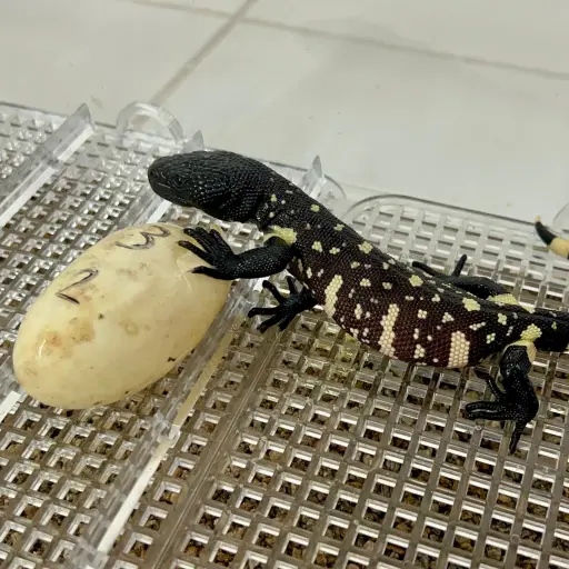 Zoologico ,Zoologico