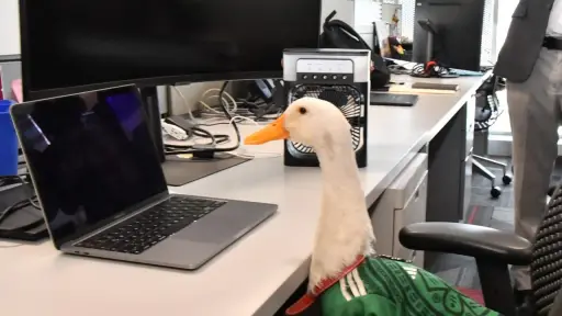 Conceden el registro de la marca Pato Merlín a su dueña en México
