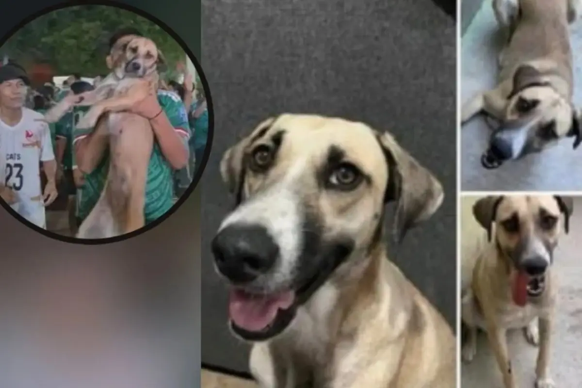 Perrita México Mundial 2026, Redes sociales