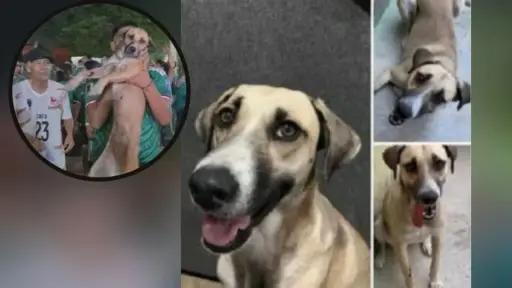 ¡Milagro mundialista! Perrita perdida regresa a casa tras aparecer en vivo en plena celebración