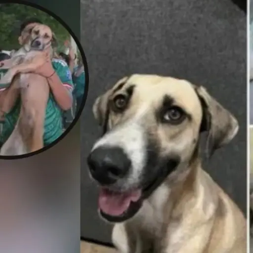 Perrita México Mundial 2026 ,Redes sociales