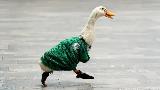 La mascota no oficial del Mundial 2026, Pato Merlín, ataca a la presidenta de México