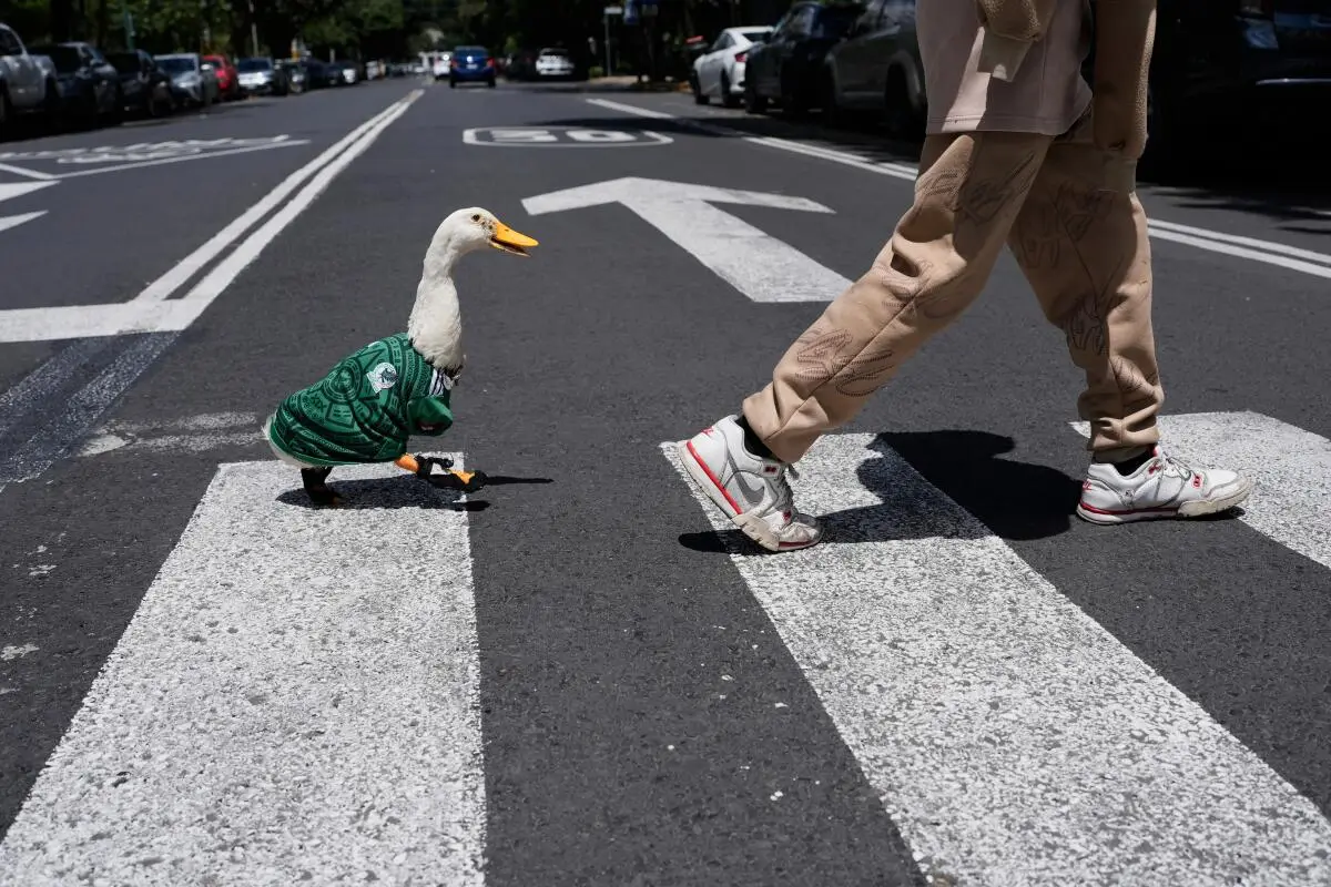 Pato Merlín, Pato Merlín