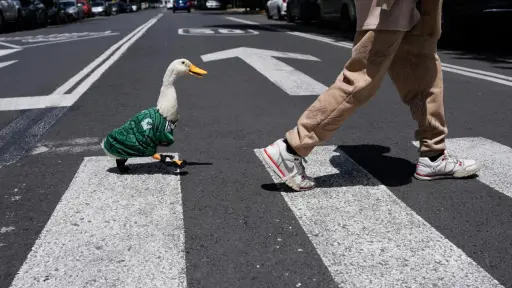 ¡Qué bárbaros! El Pato Merlín es víctima de la delincuencia