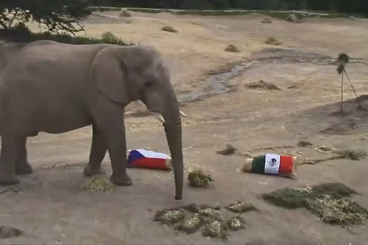 Un elefante y un delfín predicen el México vs Chequia en el Mundial 2026: ¿a quién eligieron?, Captura de pantalla video de Facebook.