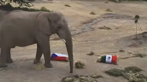 Un elefante y un delfín lanzan su predicción para el México vs. Chequia en el Mundial 2026