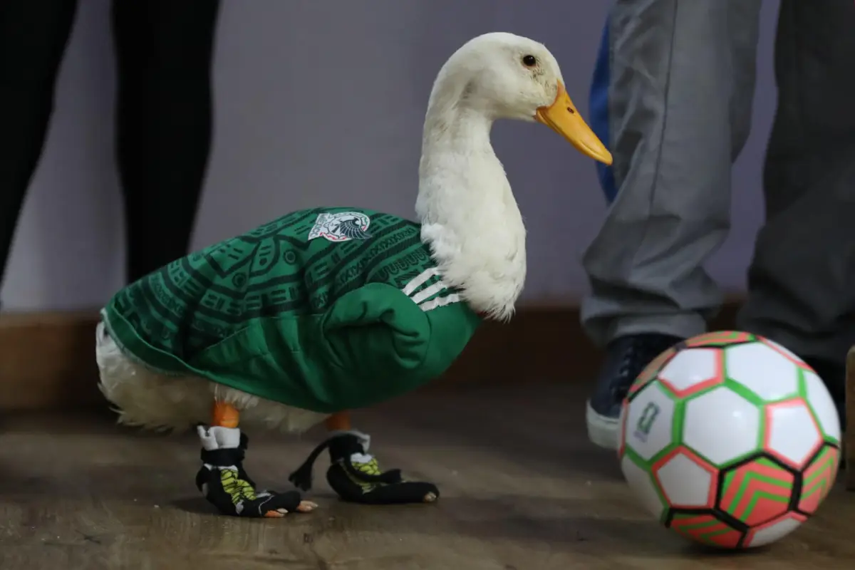 Merlín, el pato que conquistó el Mundial y cambió la vida de una familia mexicana, EFE