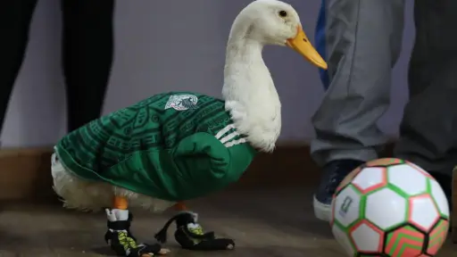 Ni Messi ni Mbappé: el fenómeno del Mundial se llama Merlín