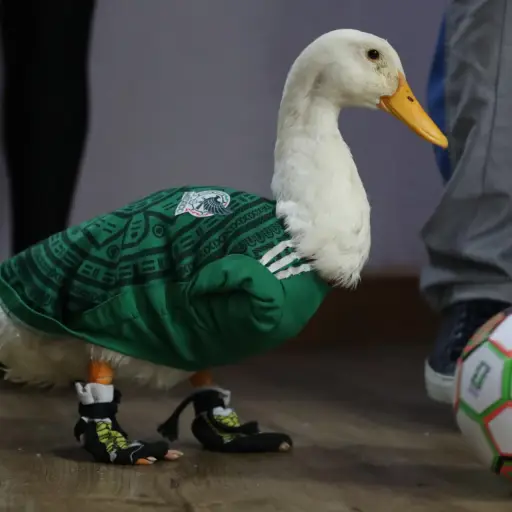Merlín, el pato que conquistó el Mundial y cambió la vida de una familia mexicana ,EFE