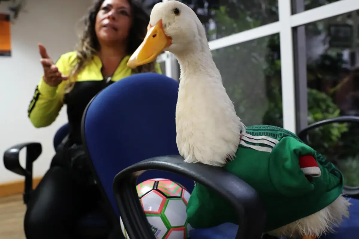 Karla Gómez habla junto a su pato Merlín durante una entrevista con EFE , EFE