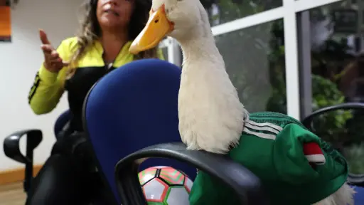 Expresidente de México pide a la FIFA regalías para la familia del pato Merlín, fenómeno viral del Mundial 2026