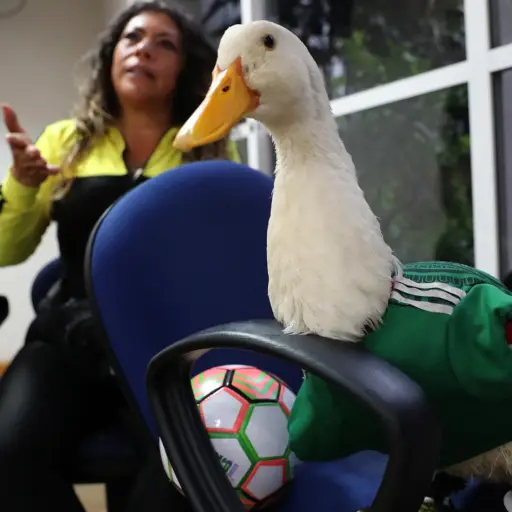 Karla Gómez habla junto a su pato Merlín durante una entrevista con EFE  ,EFE
