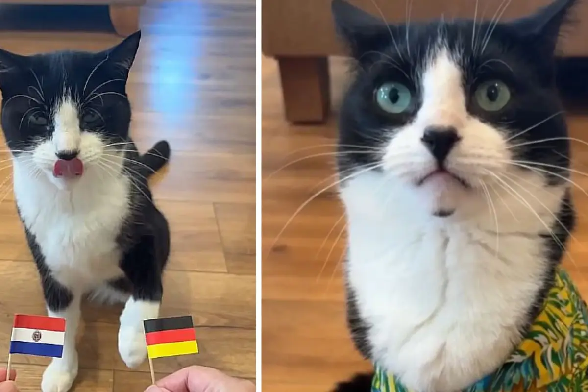 Billy gato Mundial 2026, Redes sociales