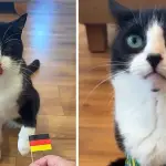 ¿Volverá a acertar? Billy, el gato sensación del Mundial 2026, ya hizo su pronóstico para Alemania vs. Paraguayt