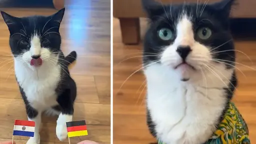 ¿Volverá a acertar? Billy, el gato sensación del Mundial, ya hizo su pronóstico para Alemania vs. Paraguay