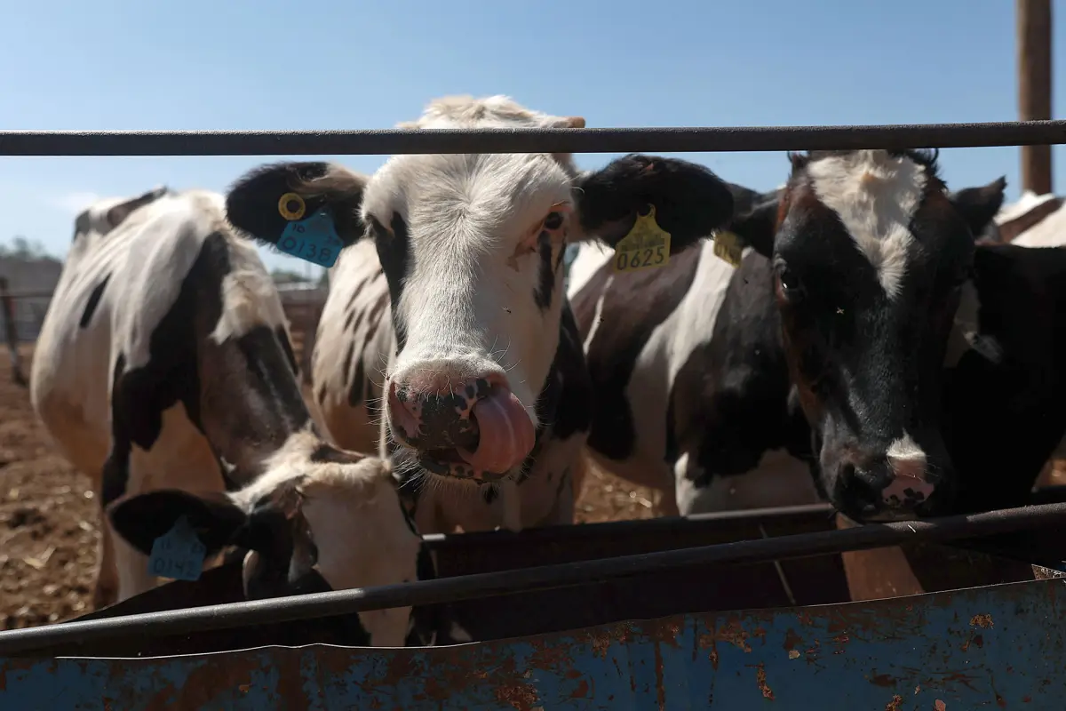 Ganado vacuno de una finca en Ciudad Juárez Chihuahua, México., EFE/ Luis Torres