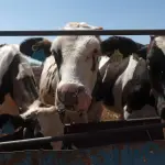 Ganado vacuno de una finca en Ciudad Juárez Chihuahua, México. , EFE/ Luis Torres